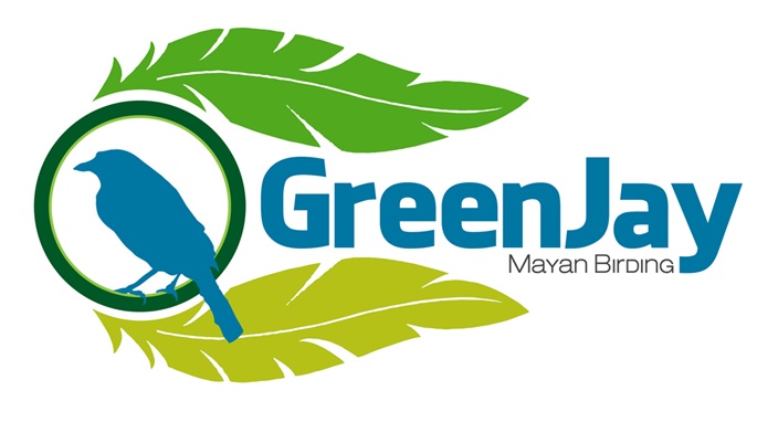 Green Jay Mayan Birding.